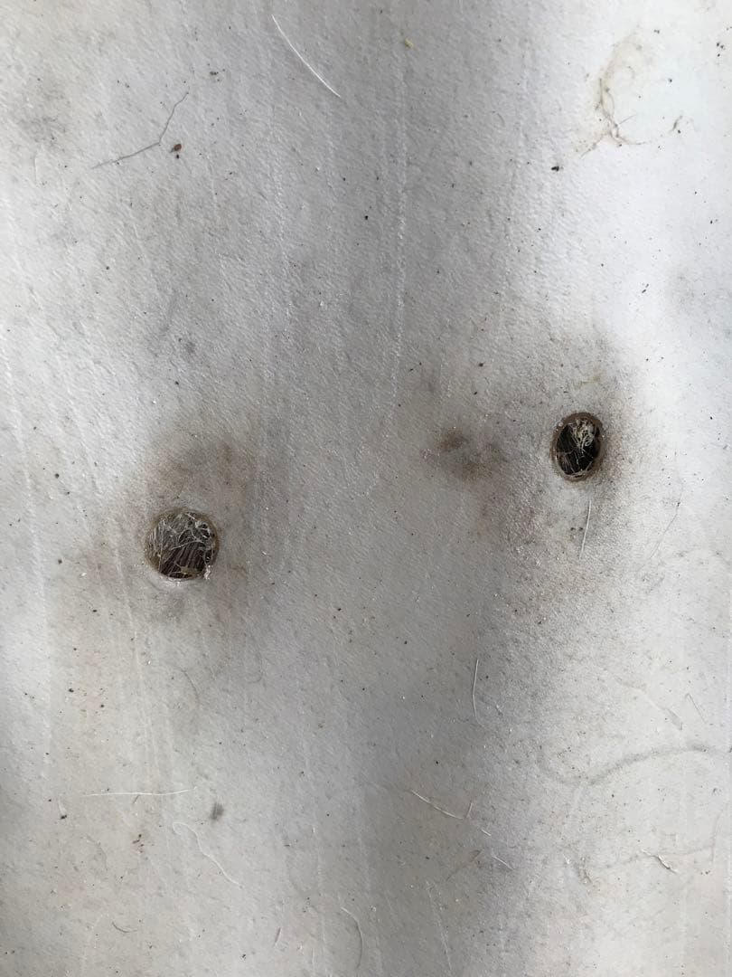 ニホンジカ ♀毛皮 23-12