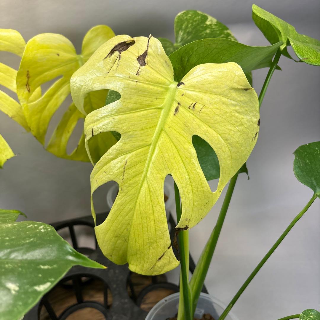 あ*や様 4株セットms47【葉だけ運送傷あり】ホワイトモンスター／天津蘭 斑入