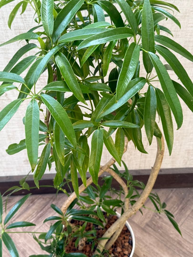 ☆ シェフレラ アンガスティフォリア♪105cm 8号size 曲がり仕立て♪