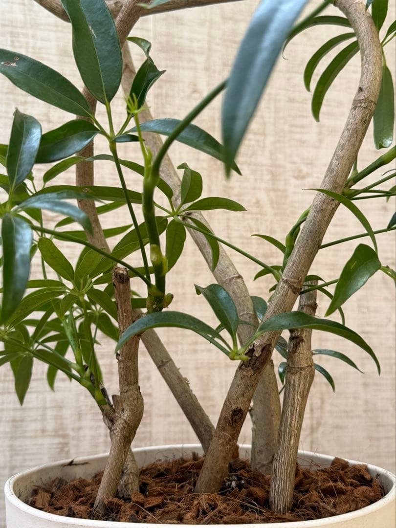 ☆ シェフレラ アンガスティフォリア♪105cm 8号size 曲がり仕立て♪