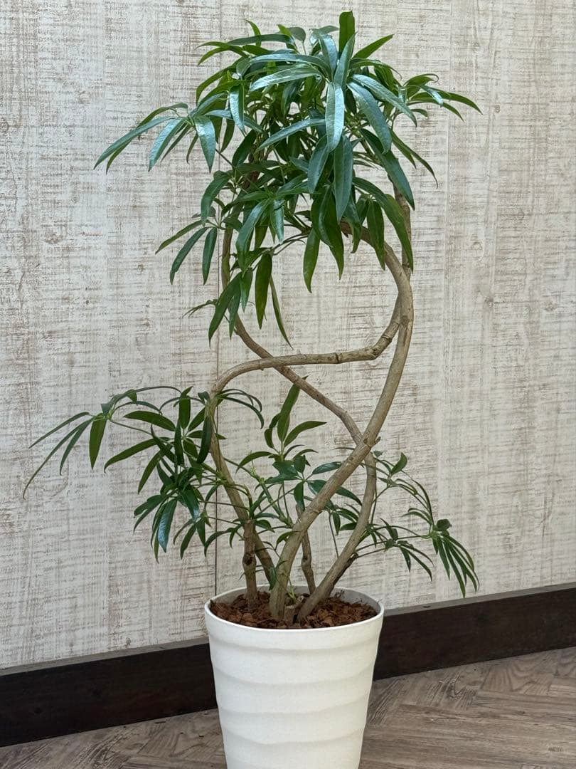 ☆ シェフレラ アンガスティフォリア♪105cm 8号size 曲がり仕立て♪