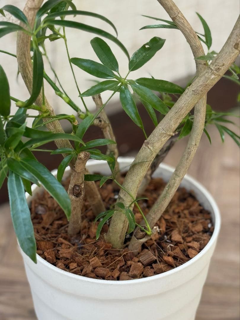 ☆ シェフレラ アンガスティフォリア♪105cm 8号size 曲がり仕立て♪