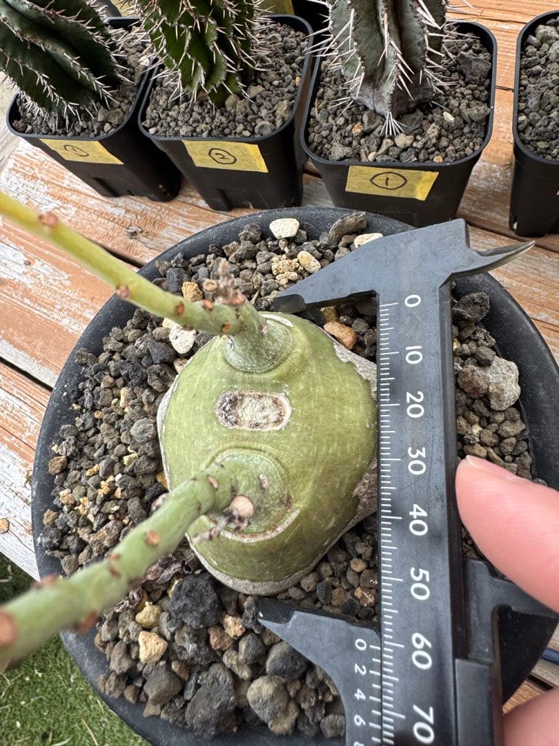 アデニア　グラウカ　①