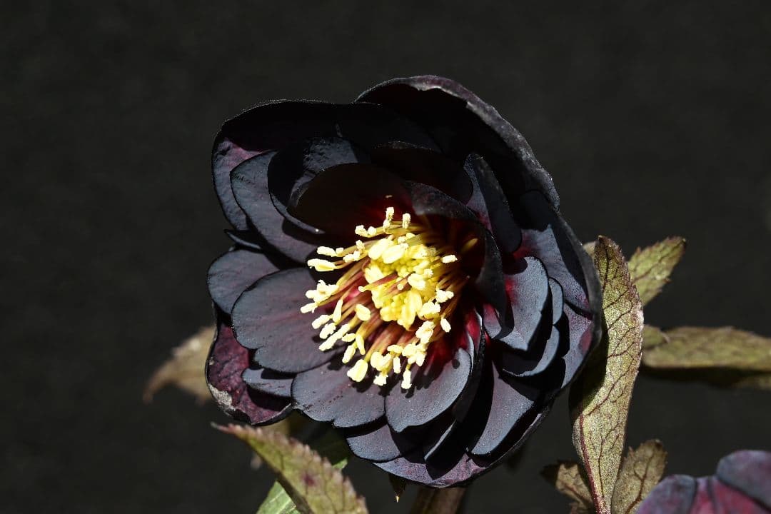 クリスマスローズ　多弁系ブラック　加藤農園