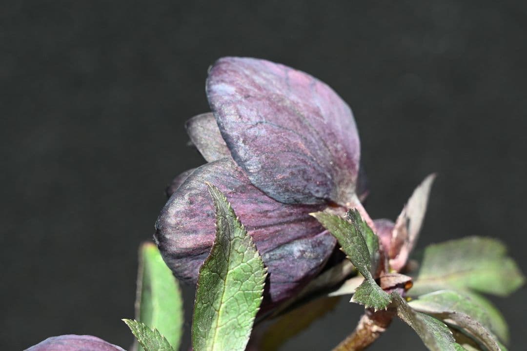 クリスマスローズ　多弁系ブラック　加藤農園