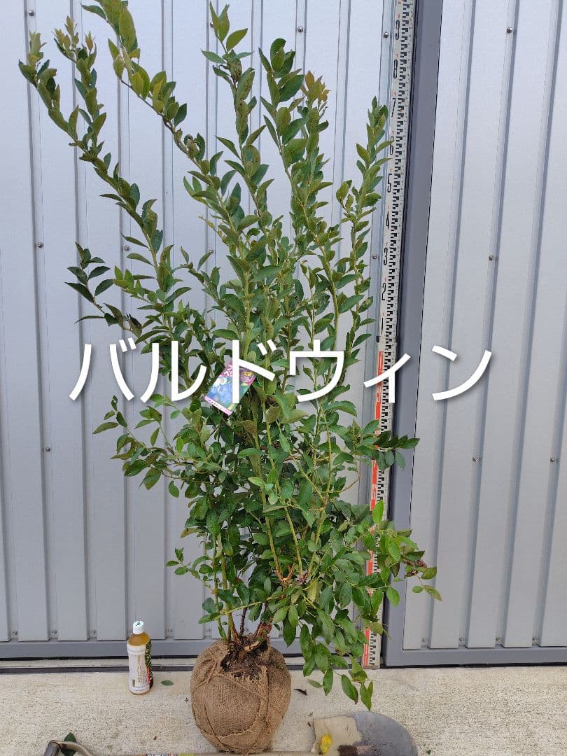 ブルーベリー苗ブライトウェル＆バルドウィン大苗2本セット