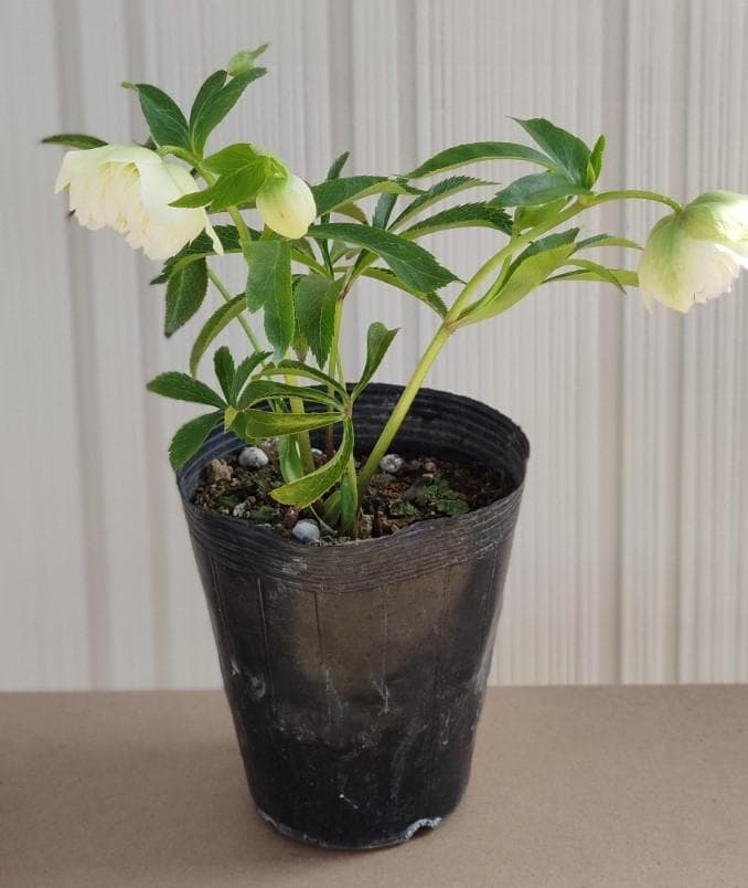 クリスマスローズ　超多弁ホワイト