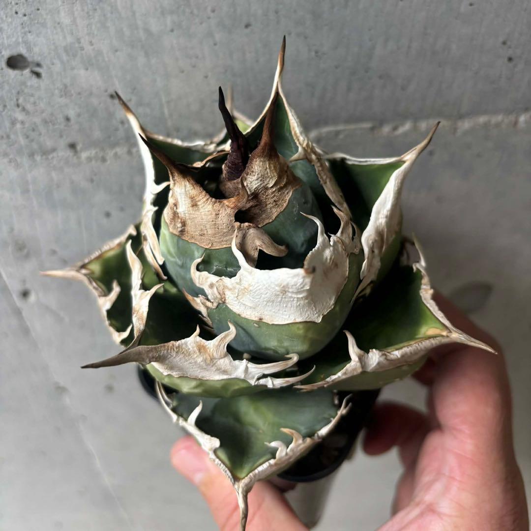 アガベ　チタノタ　NP003 中株