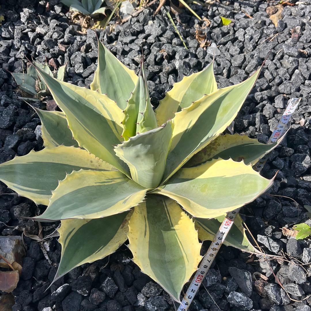 アガベ　オバティフォリア　オルカ　50cm ドライガーデン 地植え　ユッカ