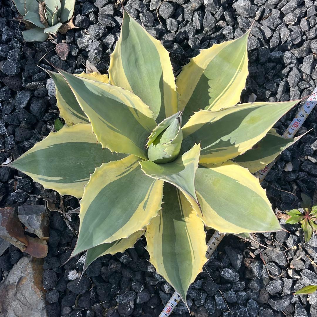 アガベ　オバティフォリア　オルカ　50cm ドライガーデン 地植え　ユッカ