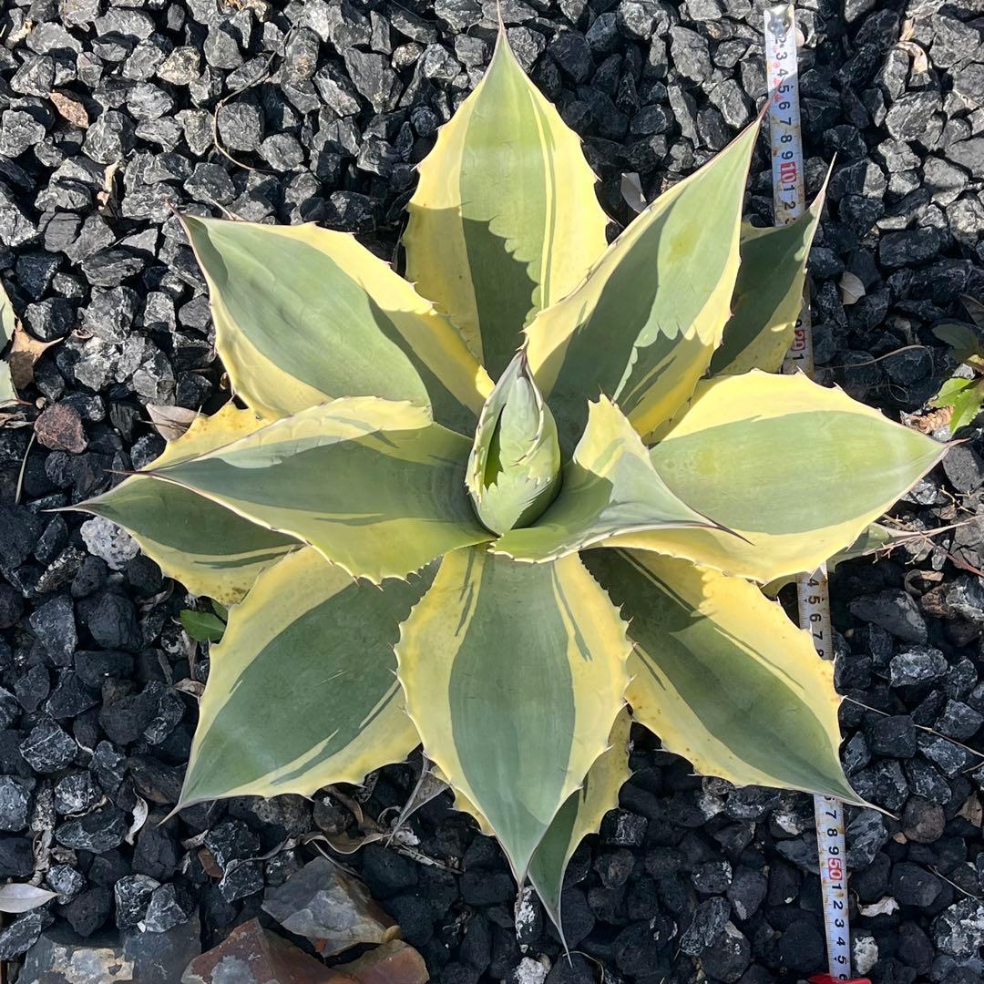 アガベ　オバティフォリア　オルカ　50cm ドライガーデン 地植え　ユッカ