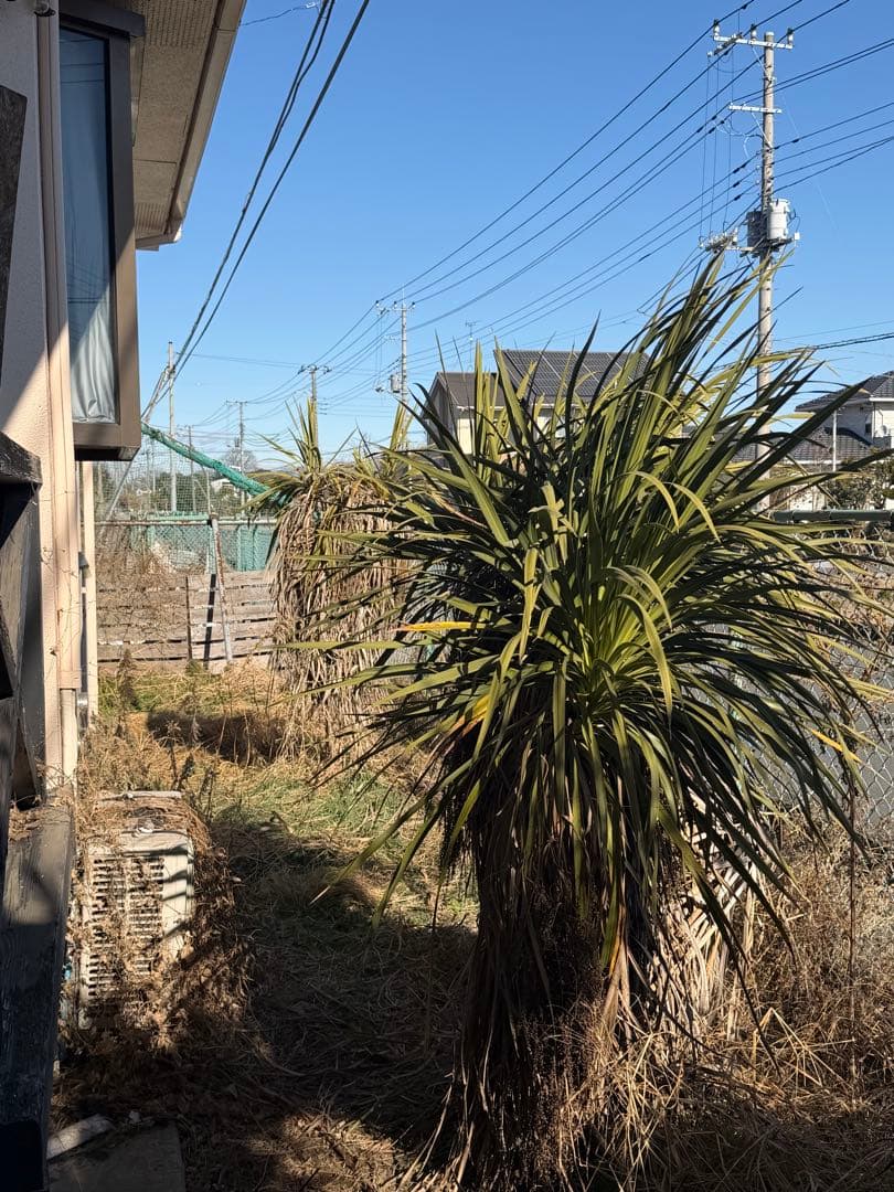 中型 赤ドラセナ 緑ドラセナ3本セット