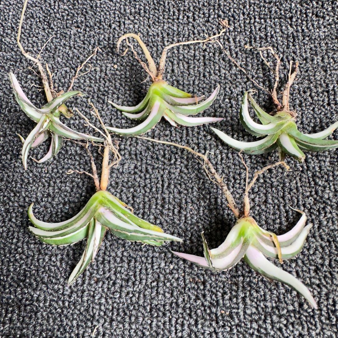 2171アガベ チタノタ 丸叶氷山錦 白中斑 極上中小株 5株セット