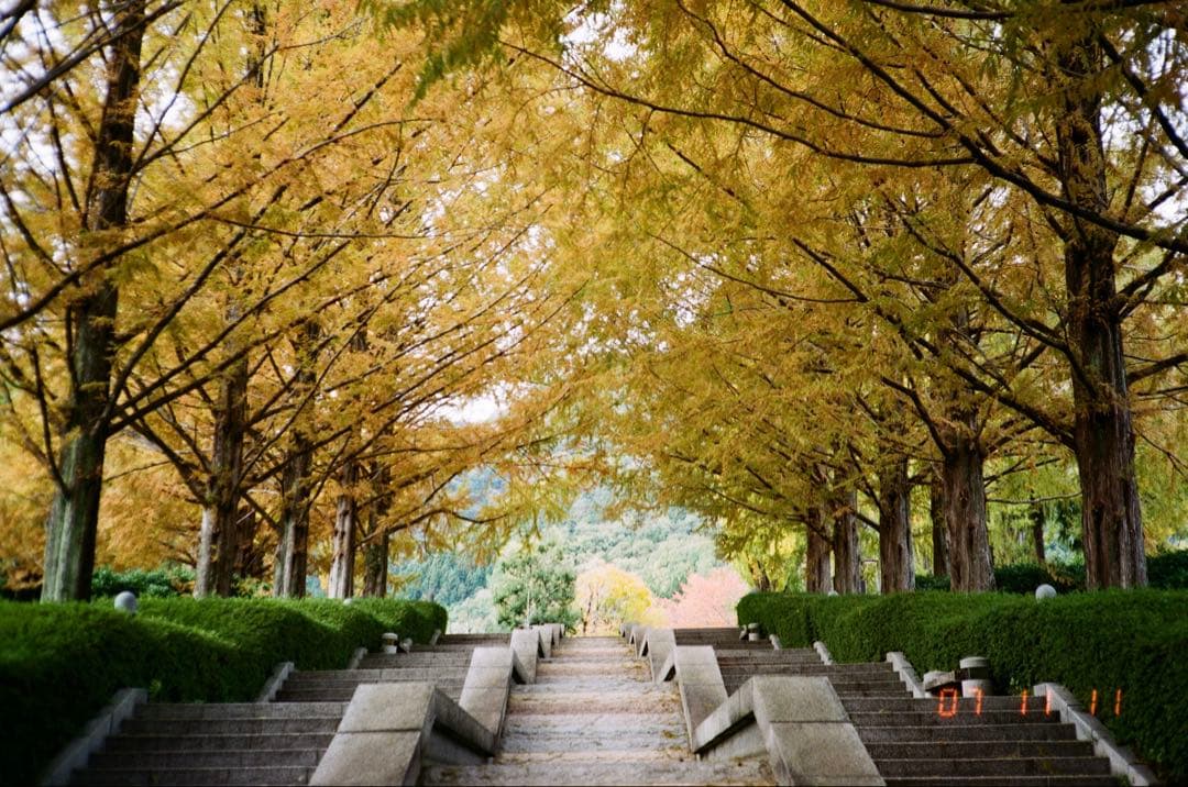 【作例あり】Canon AF35ML QD オートボーイスーパー　クォーツデート