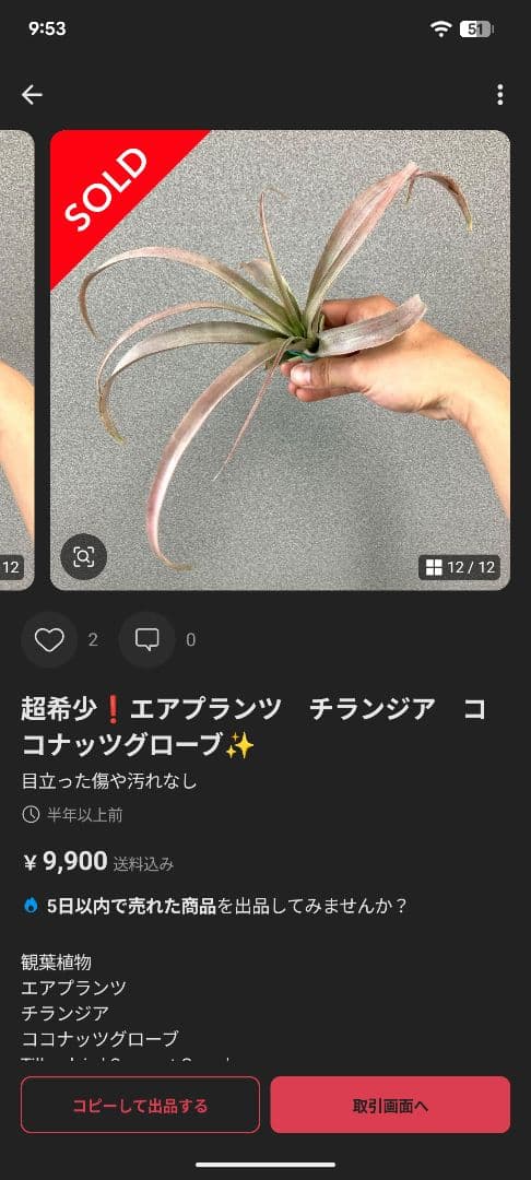 希少 チランジア ココナッツグローブ エアプランツ