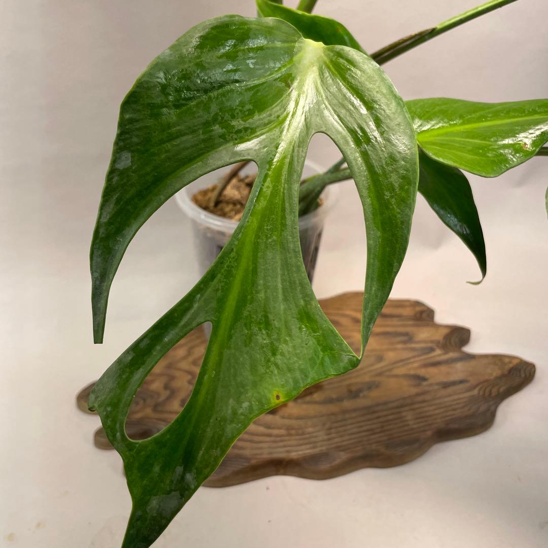 a 42 モンステラ バールマルクスフレーム