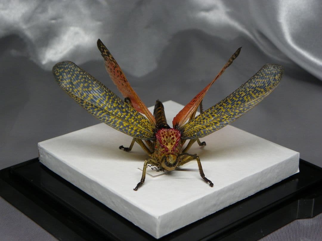 マダガスカルのドクバッタ　立体標本