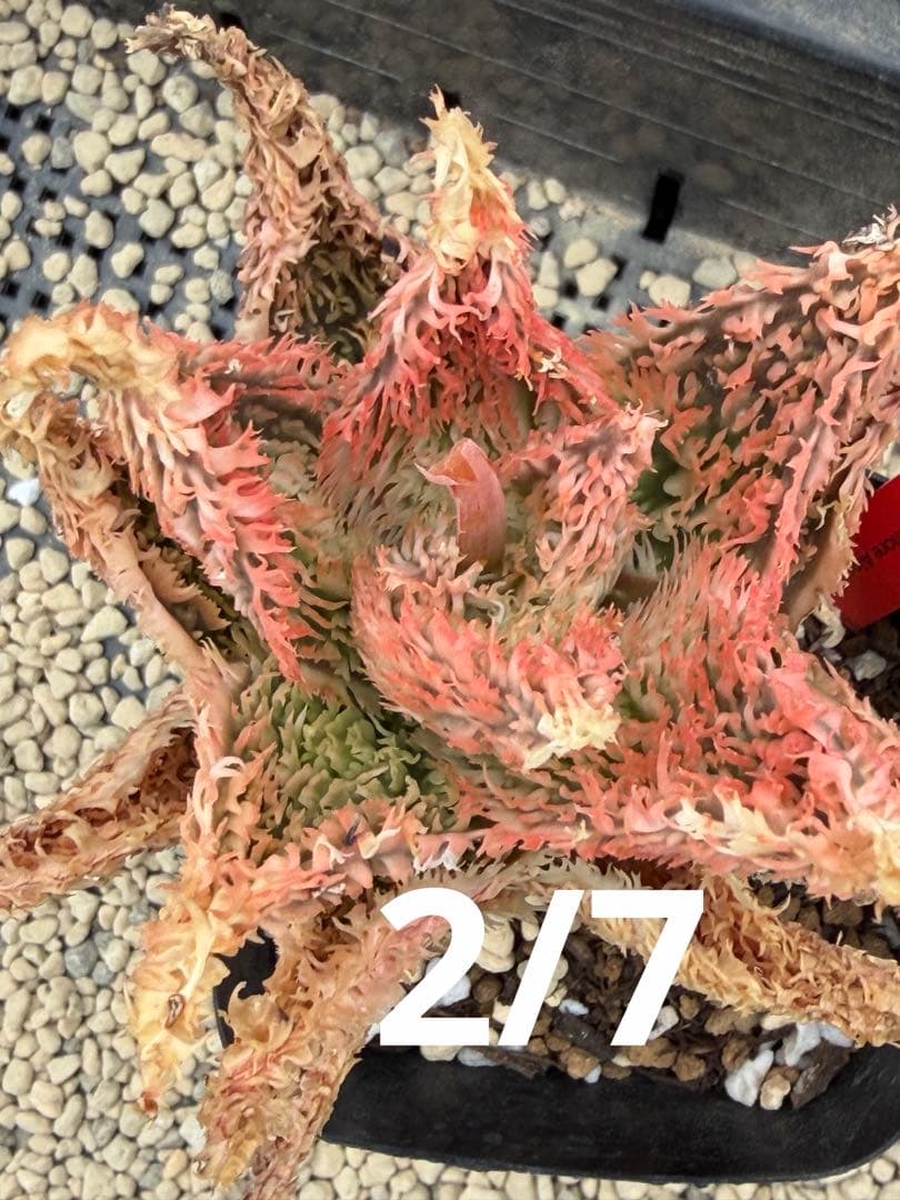 アロエ　ハイブリッド　　Aloe hyb子株　第四種　DeBe