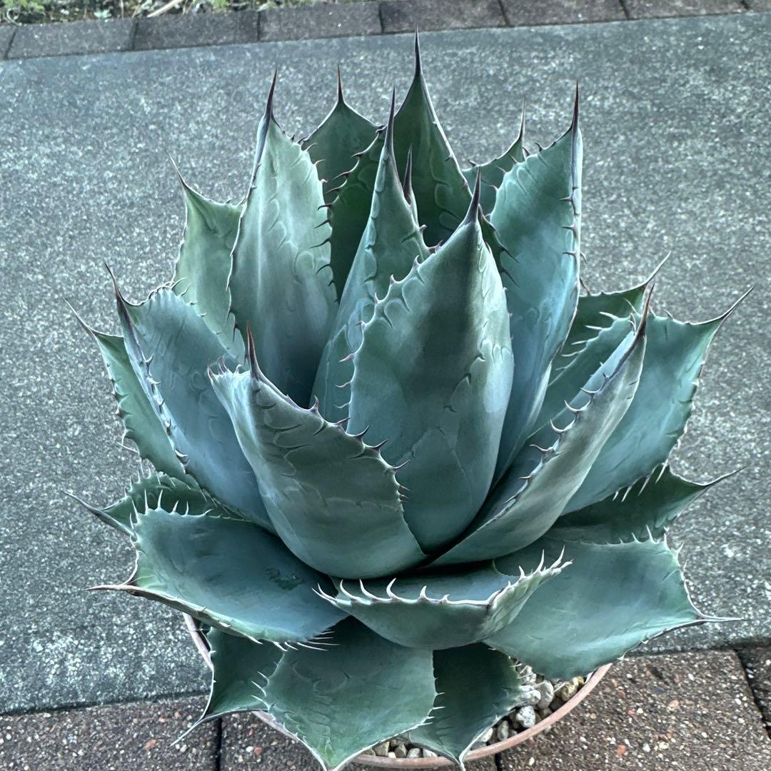 大型アガベ パラサナ
