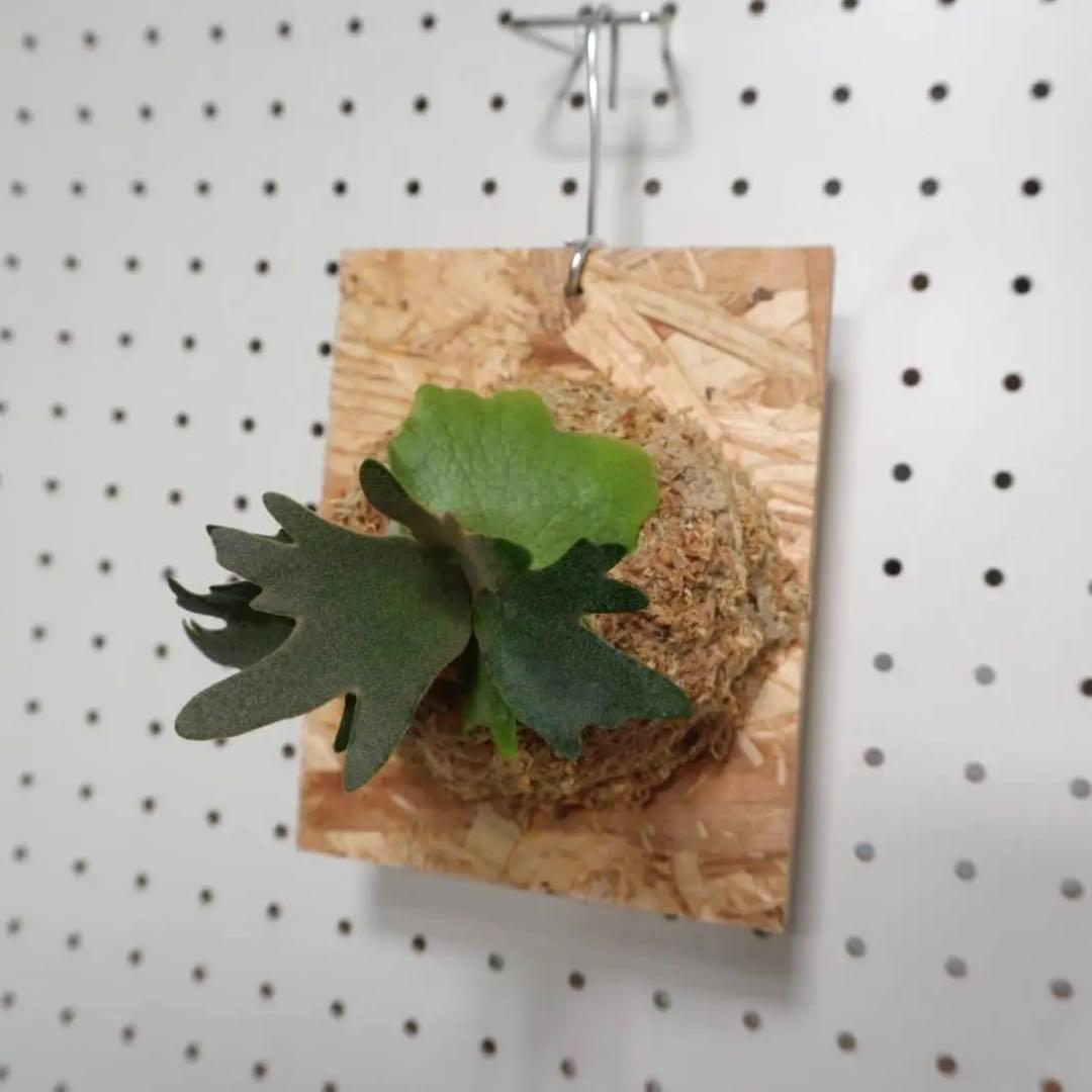 ビカクシダ YMDS ウィリンキー系 イエロームーンドワーフ　スポア