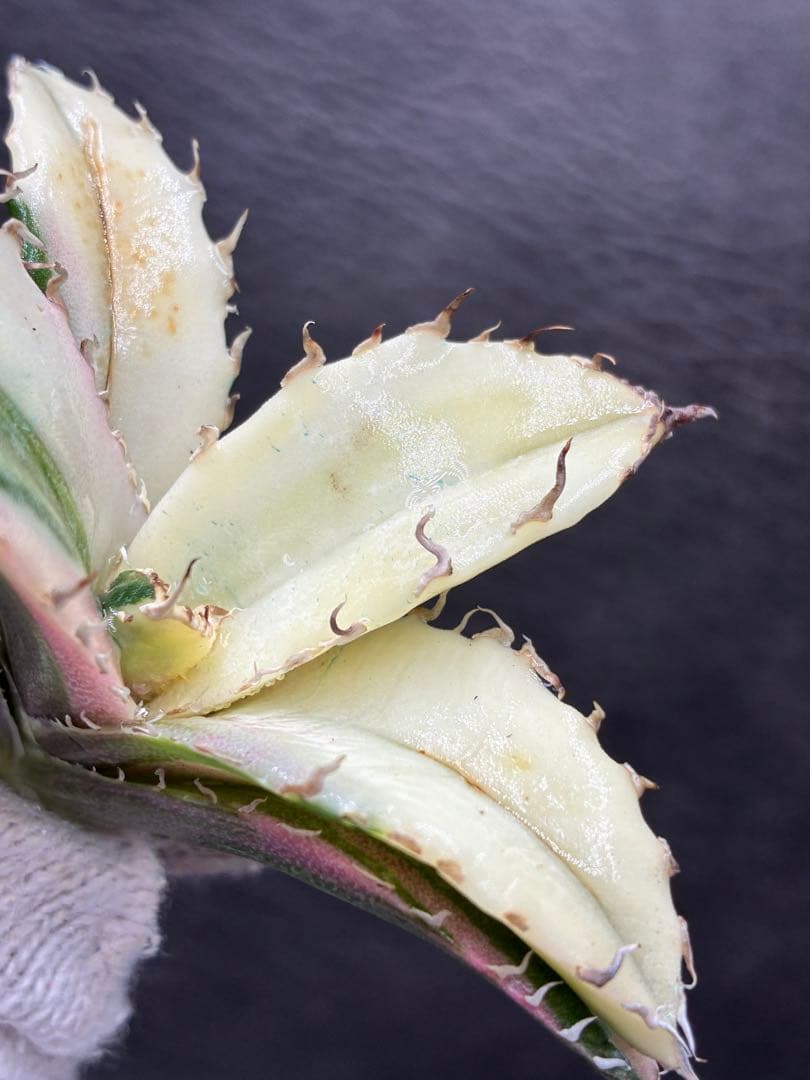 ガ*N様 カベ チタノタ「白鯨錦」中斑入り 珍しいカラー 鮮やかなピンク