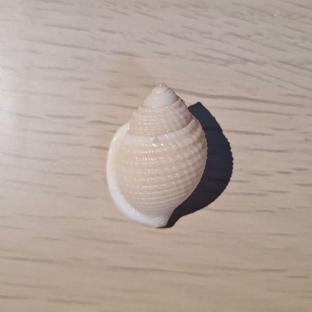 貝殻 Oocorys Lussii