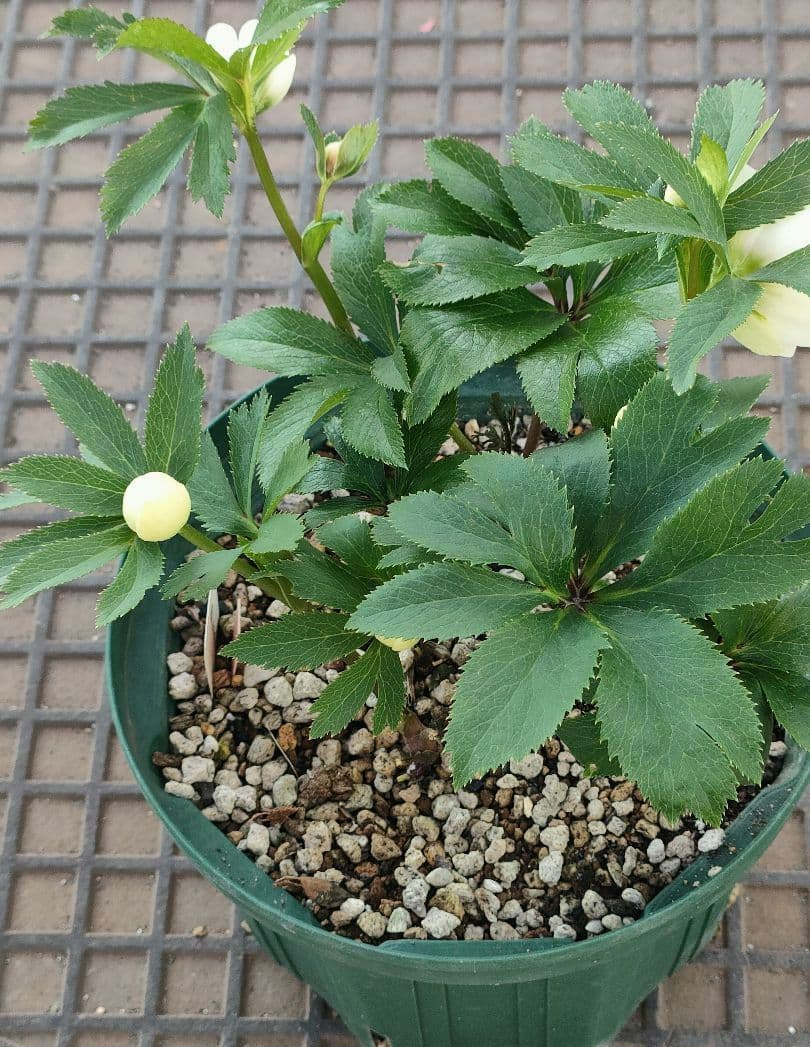 クリスマスローズ　充実株