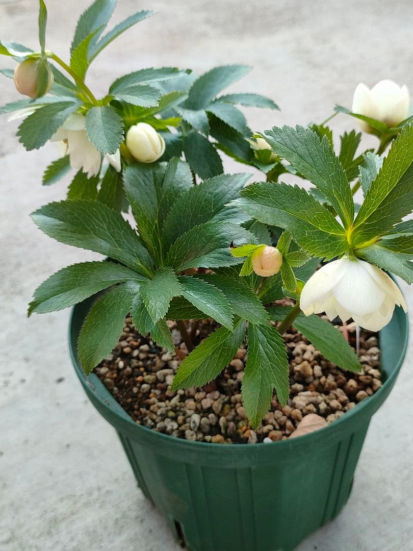 クリスマスローズ　充実株