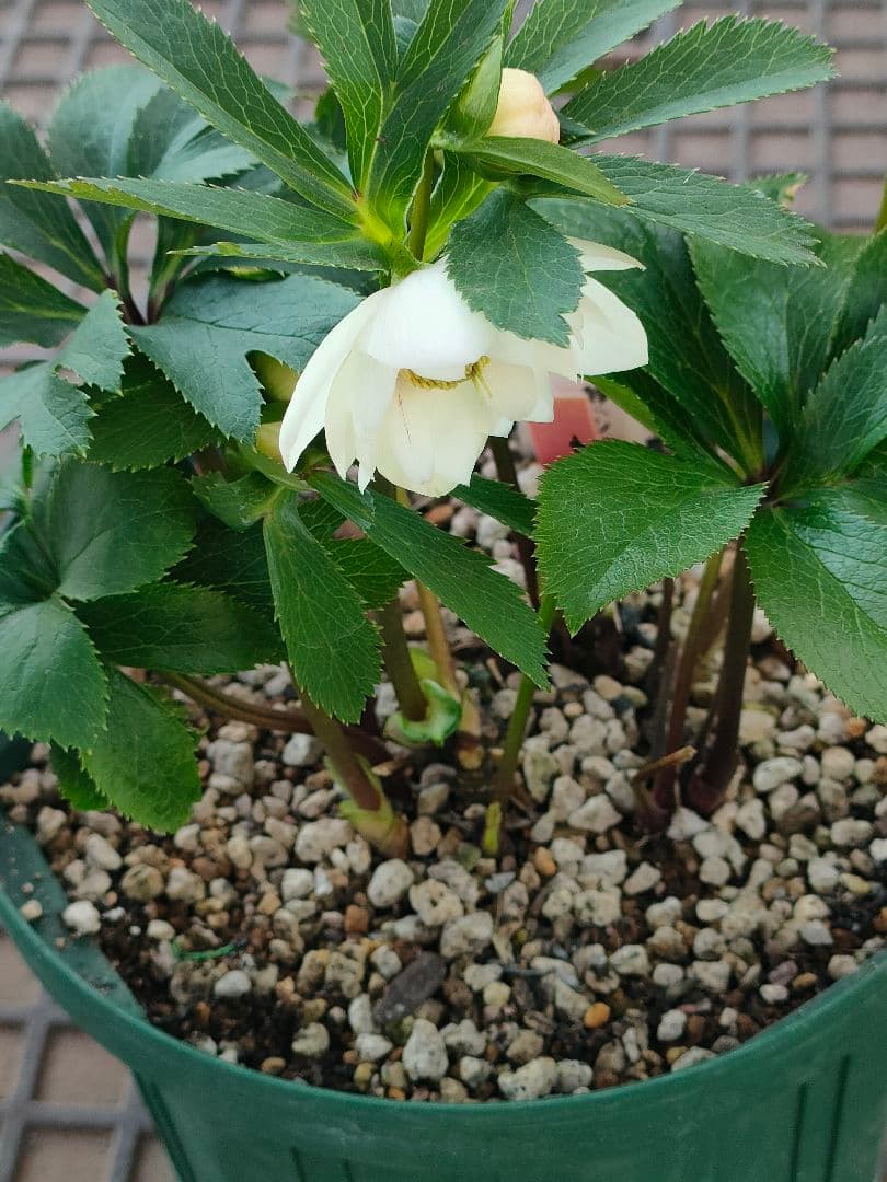 クリスマスローズ　充実株