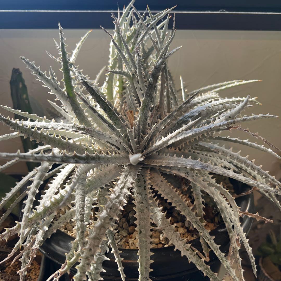 ディッキア　シルバークウィーン　アリゾナ4頭