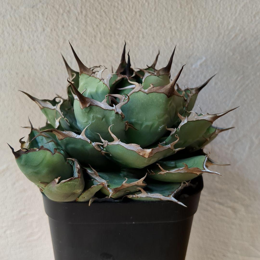 チタノタ　ペルシアンドワーフ　イラン株