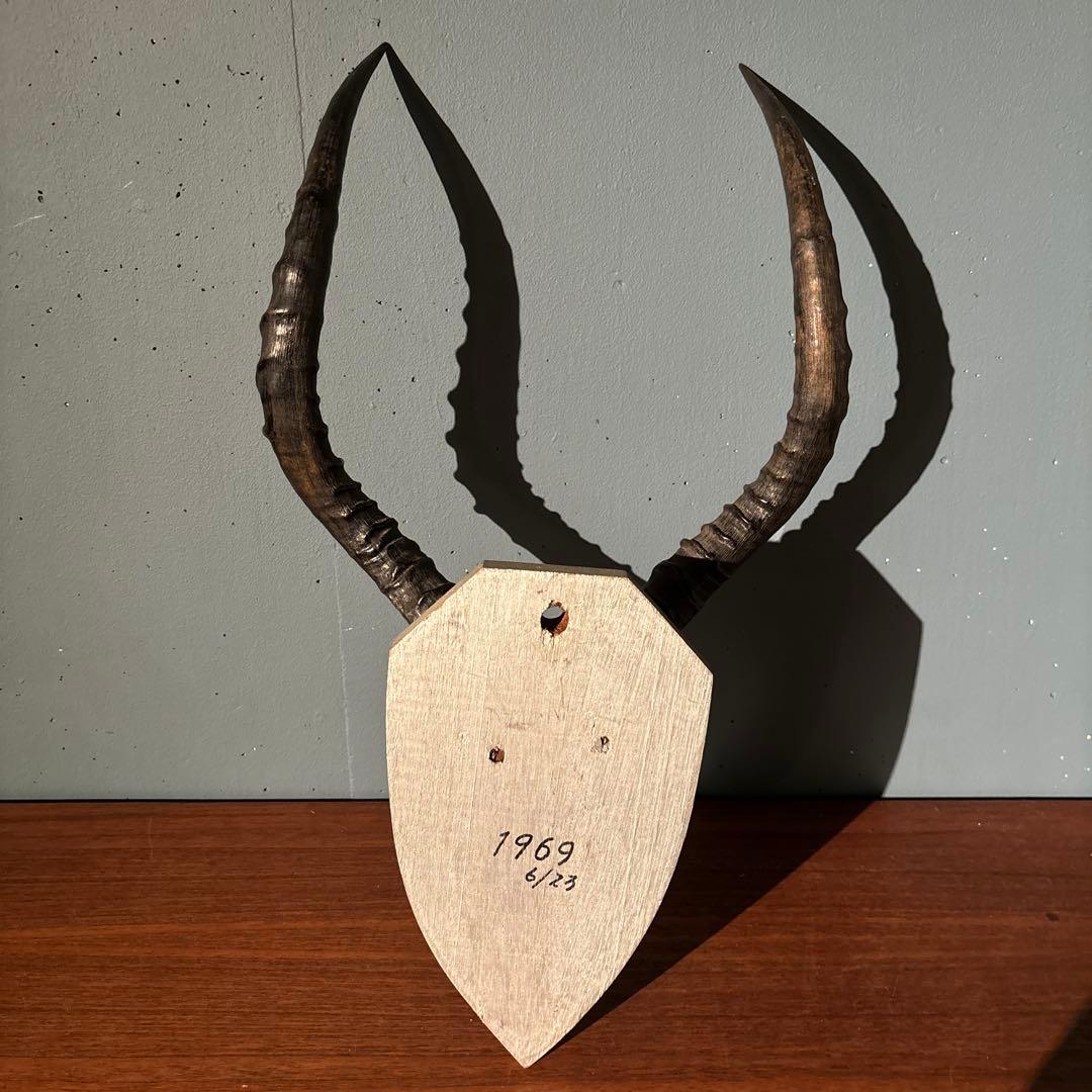 インパラ　頭骨　ハンティングトロフィー 標本　剥製　角