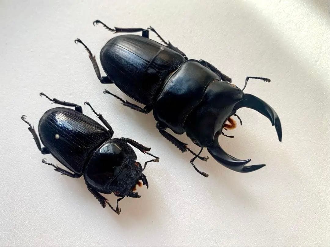 オオクワガタ　野外品