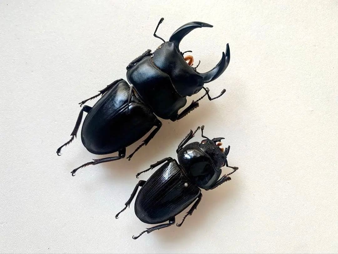 オオクワガタ　野外品