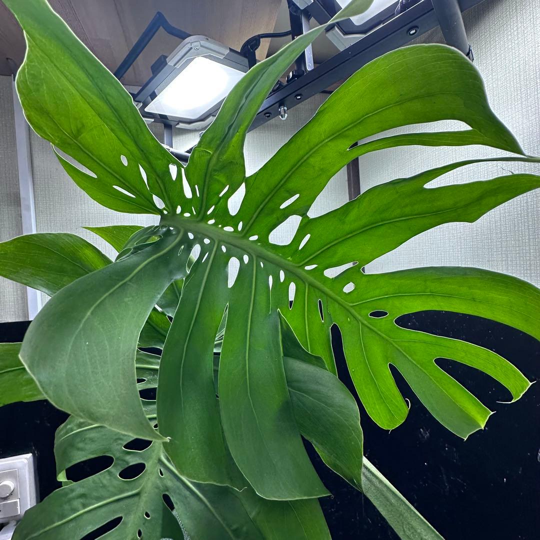 癒*ゝ様 モンステラデリシオーサマクロコズム超希少系統鉢植え78㎝