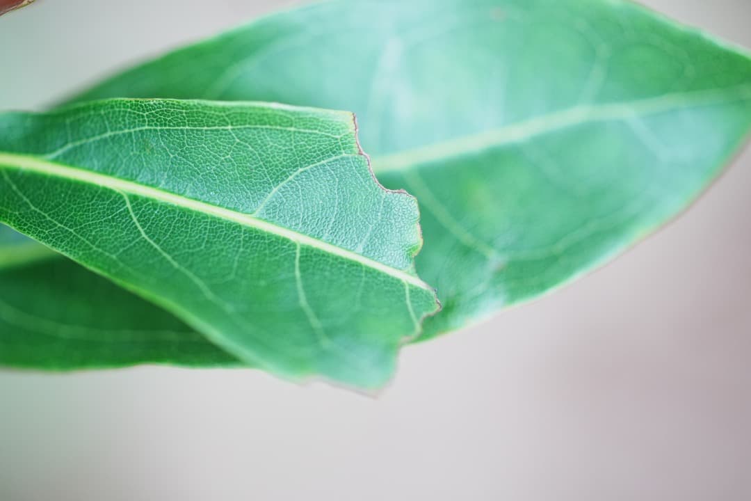 【神レンズ】オリンパス Zuiko auto macro 90mm F2 428