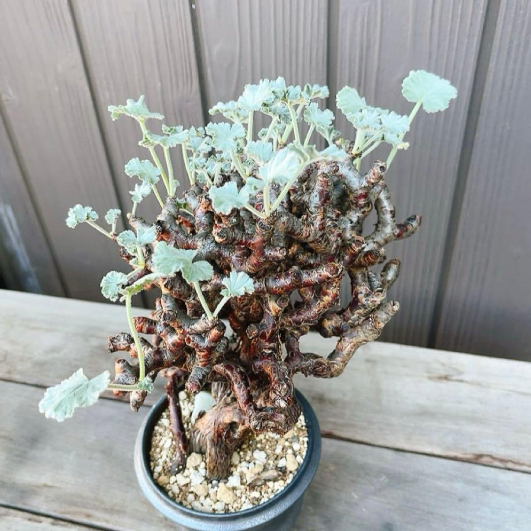 《期間限定販売❗️》『ペラルゴニウム　ミラビレ』　極美大株　現地球　発根済