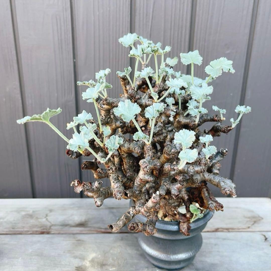 《期間限定販売❗️》『ペラルゴニウム　ミラビレ』　極美大株　現地球　発根済