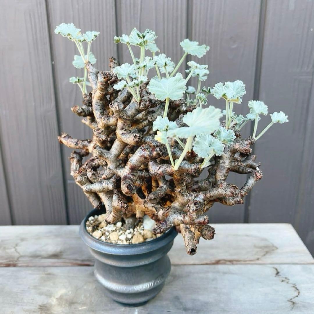 《期間限定販売❗️》『ペラルゴニウム　ミラビレ』　極美大株　現地球　発根済