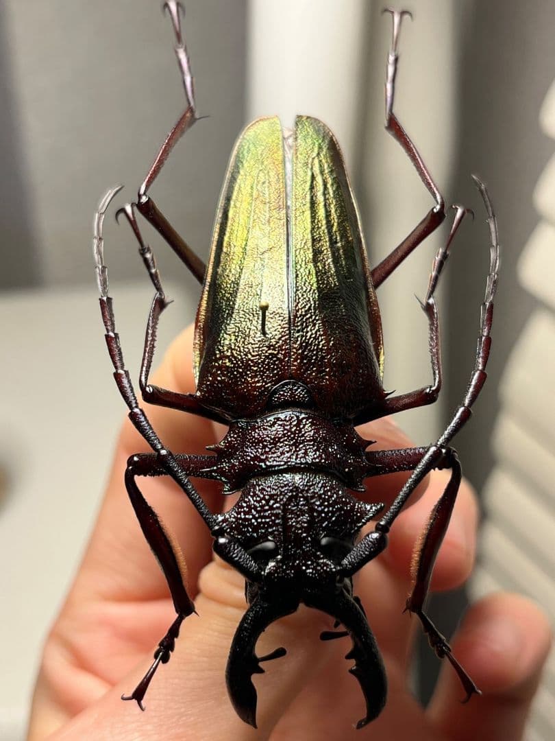 【70mm】ルリオニカミキリ ムラサキオニノコギリカミキリ 昆虫標本