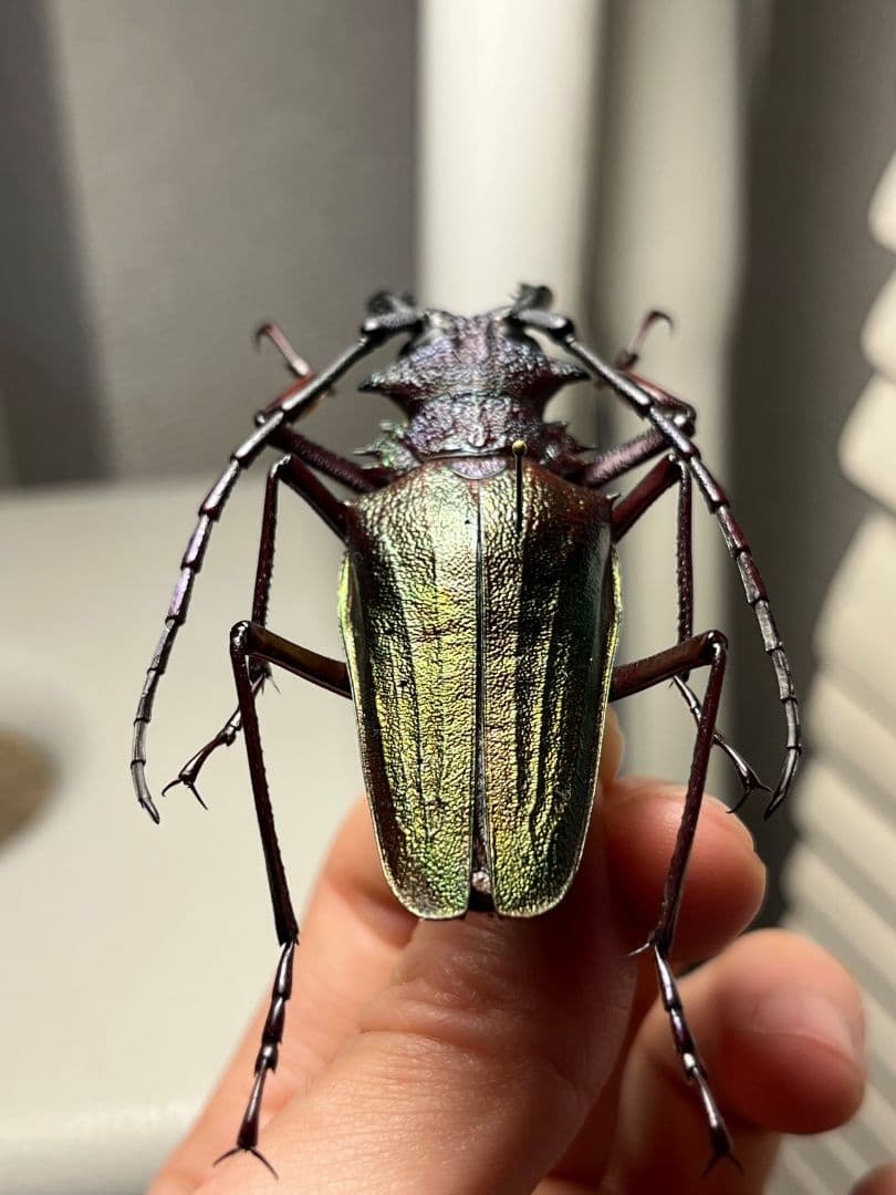 【70mm】ルリオニカミキリ ムラサキオニノコギリカミキリ 昆虫標本