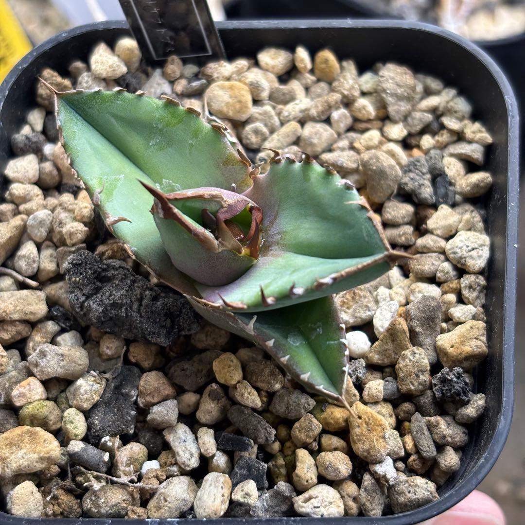 アガベ トリケラトプス カクタスグリーン　子株