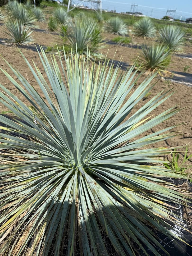 ユッカ　ロストラータ　　お任せ株