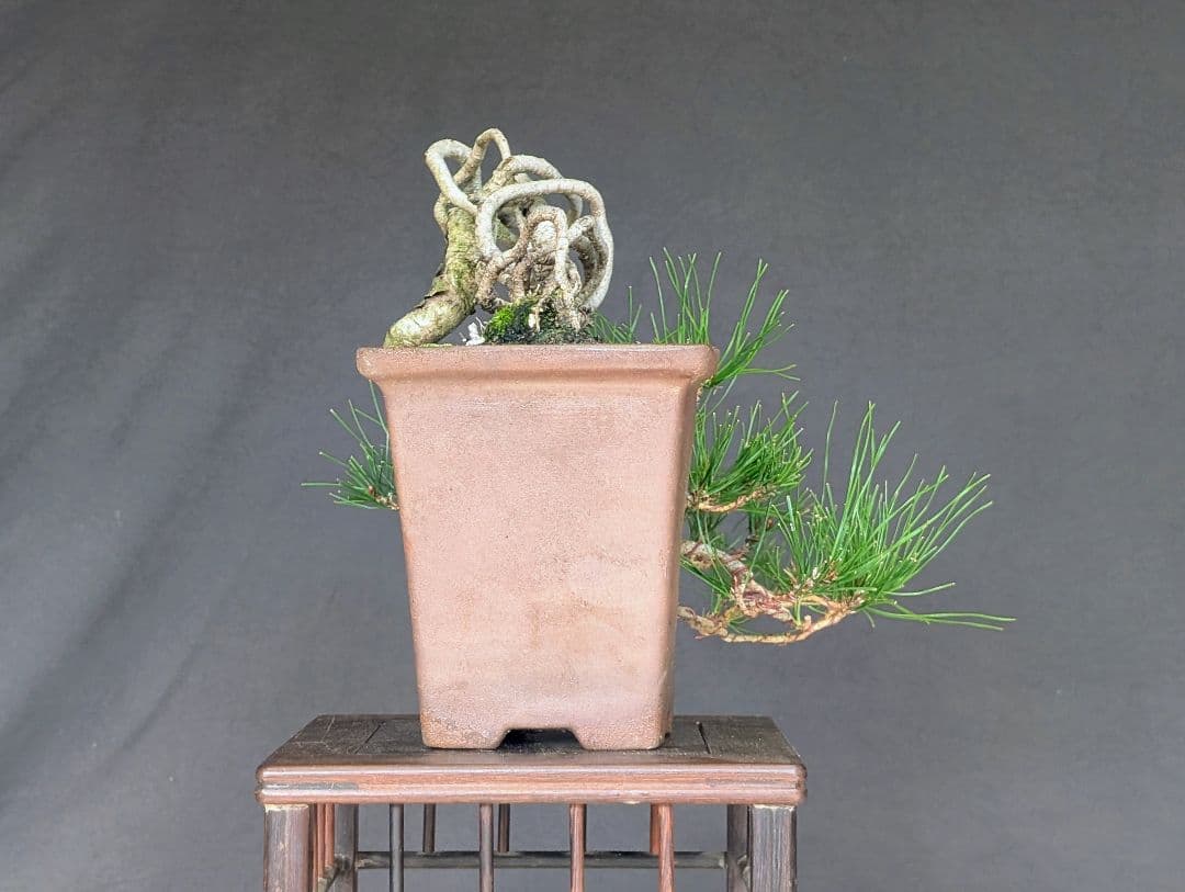 赤松 アカマツ　ミニ盆栽　 小品盆栽