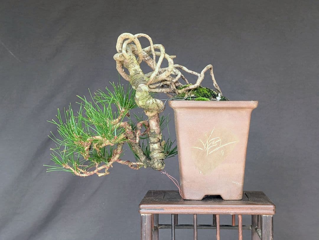 赤松 アカマツ　ミニ盆栽　 小品盆栽