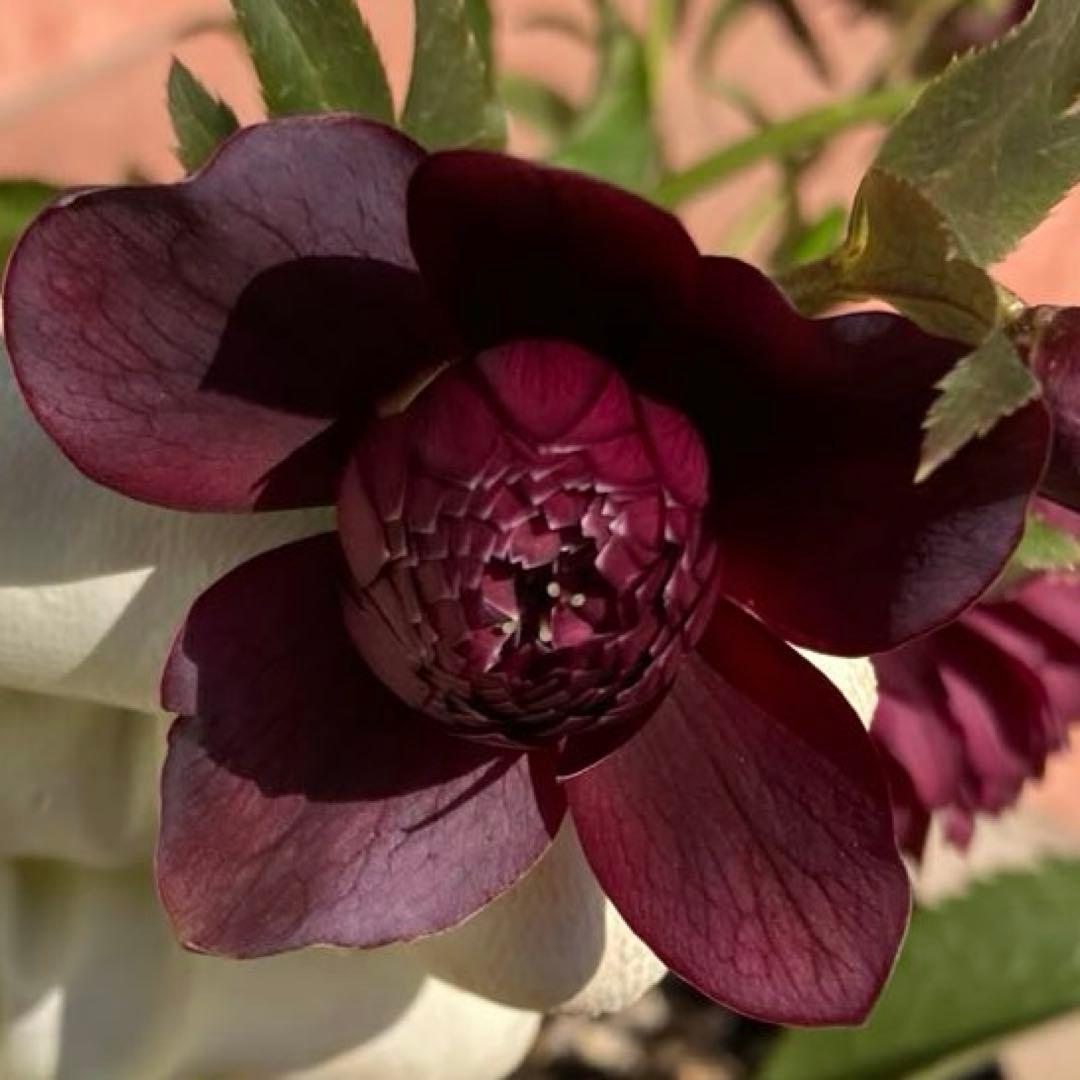 クリスマスローズ開花株 広瀬園芸鮮やかなレッドクレオパトラ系