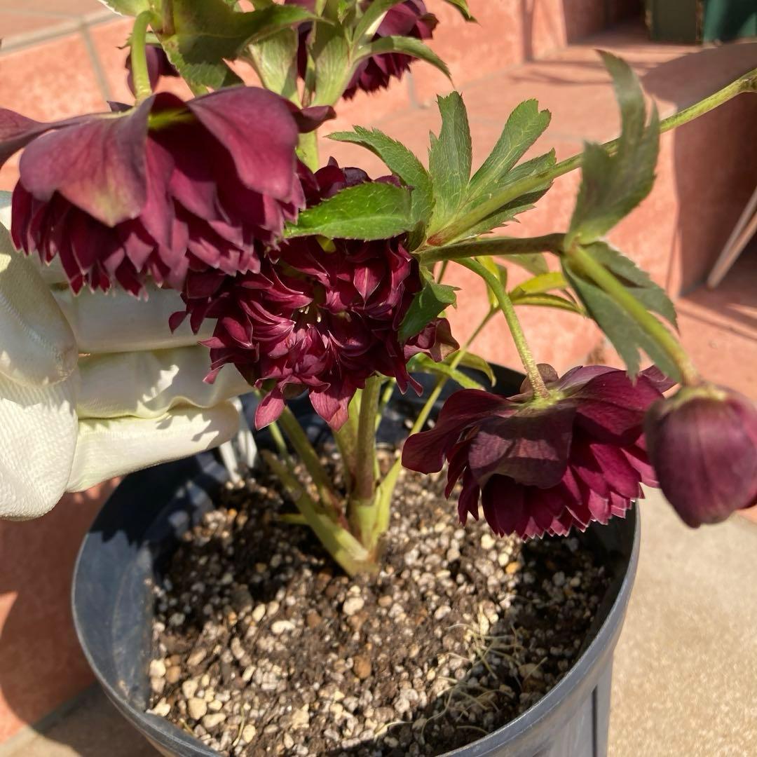 クリスマスローズ開花株 広瀬園芸鮮やかなレッドクレオパトラ系