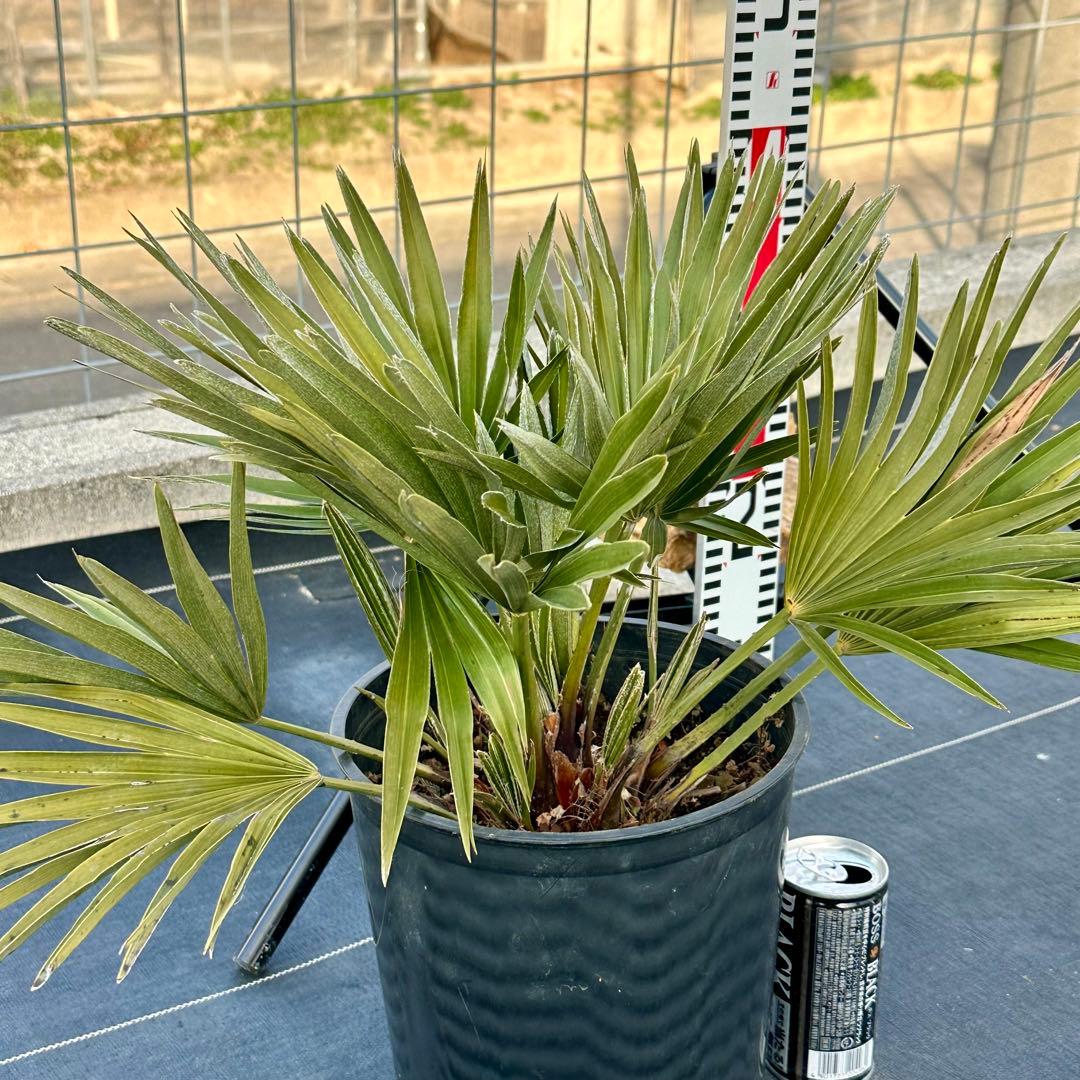 チャメロプス•ボルケーノ 【樹高:約43㎝】Feb06