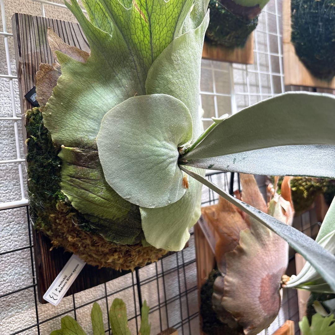 ビカクシダ P. veitchii Auburn 