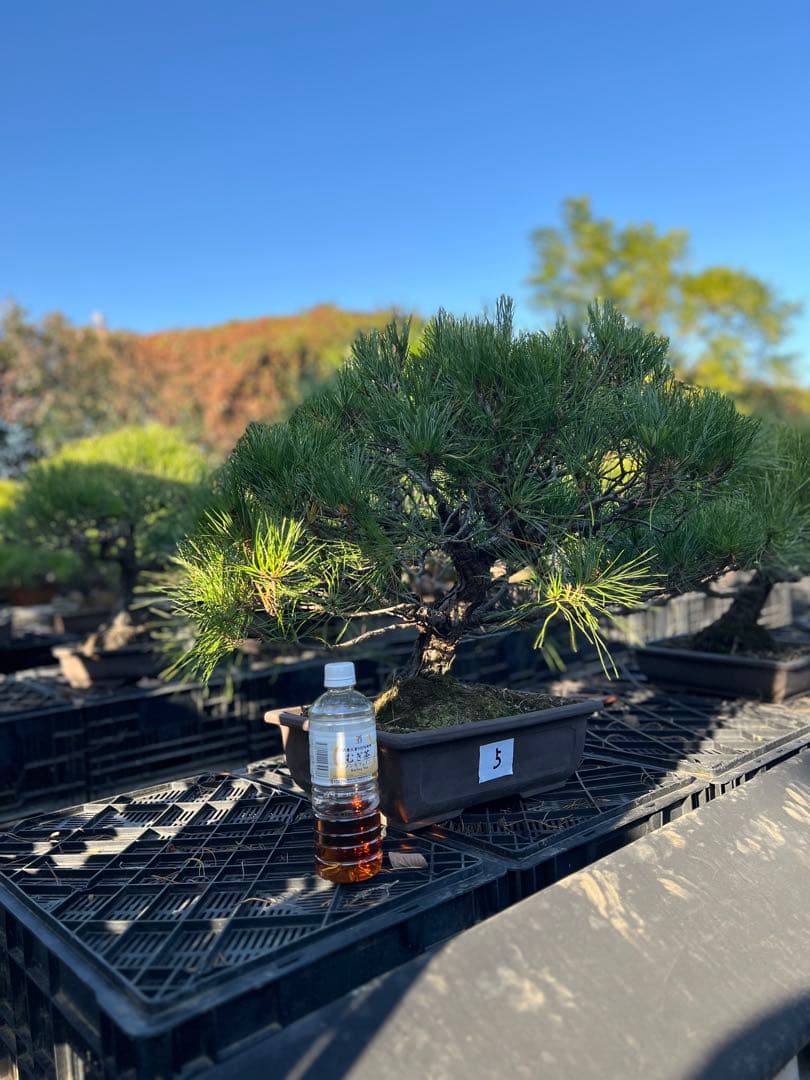 初売り　赤松盆栽　中品　極上品